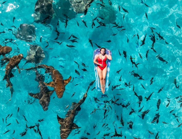 À Okinawa, les touristes participent au suivi des requins et des raies grâce à un programme de plongée scientifique citoyenne