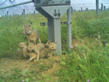 En Californie, des centrales solaires aménagées pour la faune offrent un refuge au renard nain de San Joaquin
