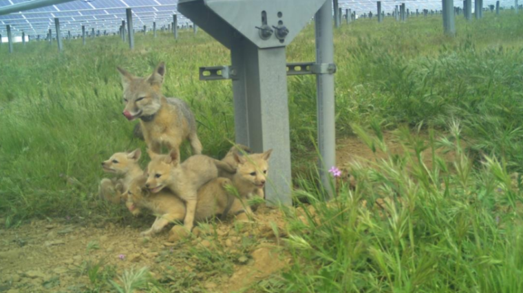 En Californie, des centrales solaires aménagées pour la faune offrent un refuge au renard nain de San Joaquin