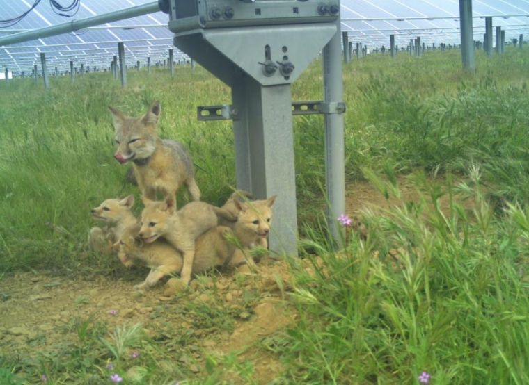 En Californie, des centrales solaires aménagées pour la faune offrent un refuge au renard nain de San Joaquin