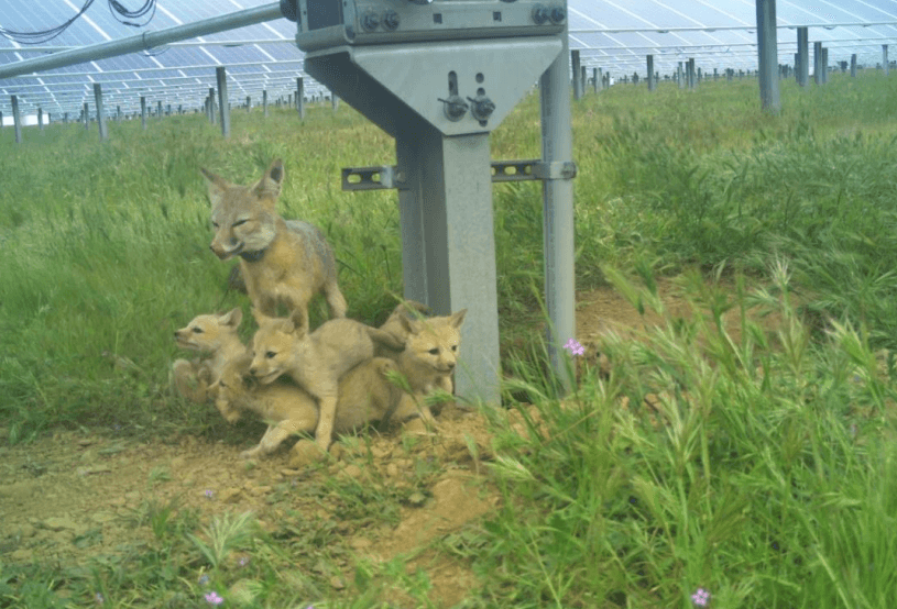 En Californie, des centrales solaires aménagées pour la faune offrent un refuge au renard nain de San Joaquin