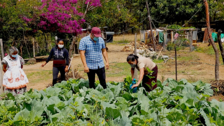 Des biopesticides naturels inspirés des traditions mayas