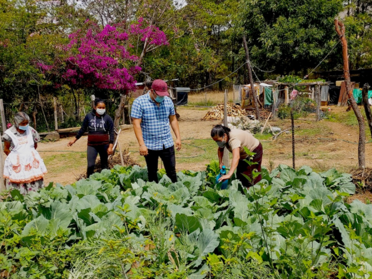 Des biopesticides naturels inspirés des traditions mayas