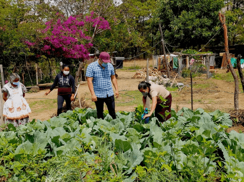 Des biopesticides naturels inspirés des traditions mayas