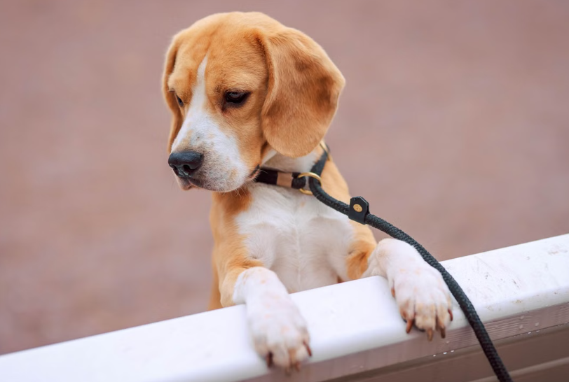 Ridglan Farms, élevage controversé de beagles destiné à la recherche, ferme ses portes