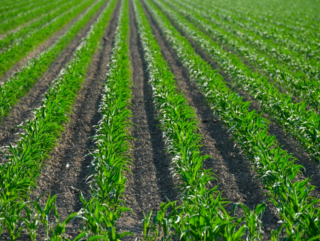 Une étude de l’Inrae menée sur dix ans prouve qu’une agriculture sans pesticides peut rester rentable