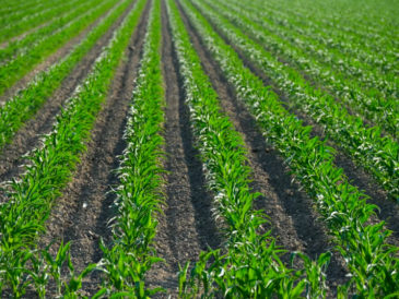 Une étude de l’Inrae menée sur dix ans prouve qu’une agriculture sans pesticides peut rester rentable