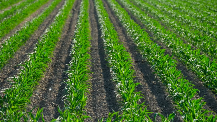 Une étude de l’Inrae menée sur dix ans prouve qu’une agriculture sans pesticides peut rester rentable