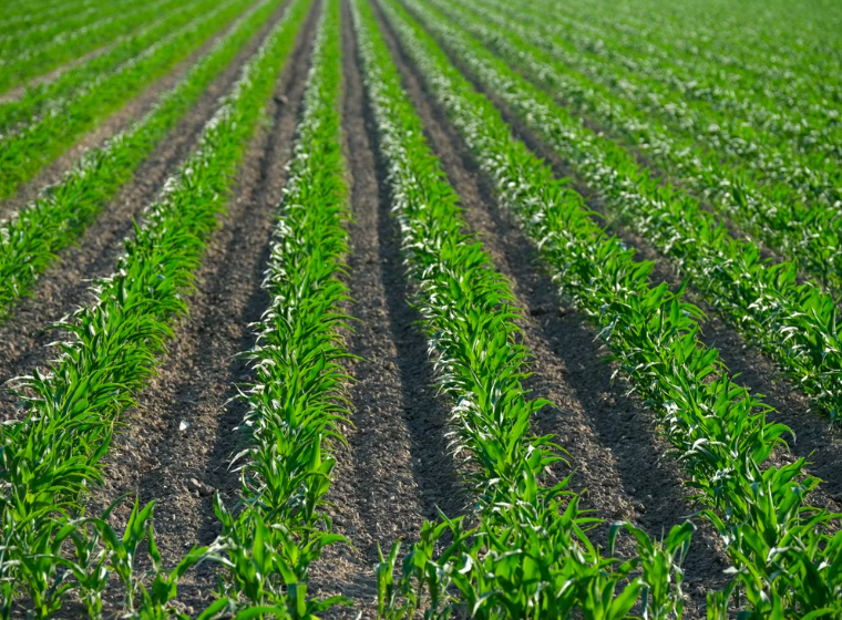 Une étude de l’Inrae menée sur dix ans prouve qu’une agriculture sans pesticides peut rester rentable
