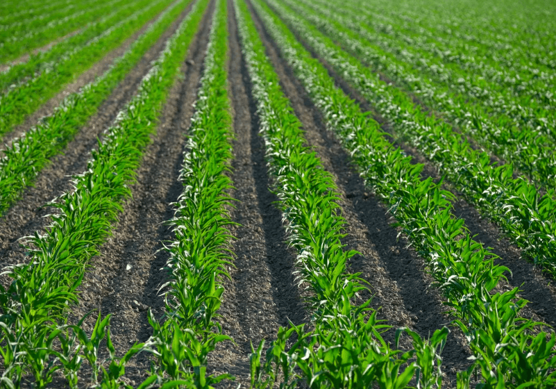 Une étude de l’Inrae menée sur dix ans prouve qu’une agriculture sans pesticides peut rester rentable