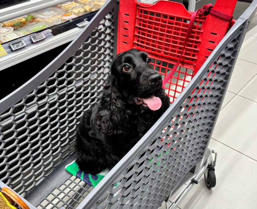 Un magasin de Mirecourt adapte ses services pour les chiens avec caddies dédiés