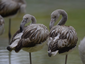5 000 poussins de flamants roses ont éclos au lac Tuz en Turquie.