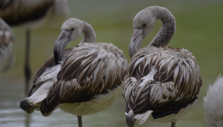 5 000 poussins de flamants roses ont éclos au lac Tuz en Turquie.