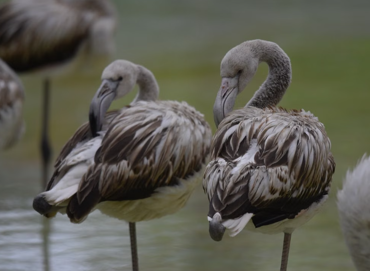 5 000 poussins de flamants roses ont éclos au lac Tuz en Turquie.