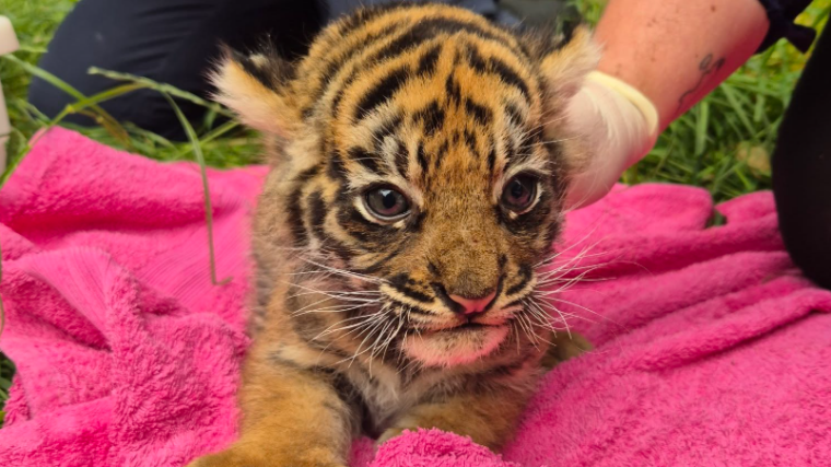 Trois tigres de Sumatra sont nés dans un zoo britannique