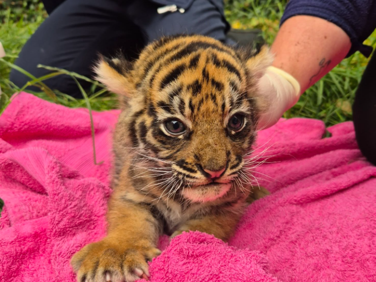 Trois tigres de Sumatra sont nés dans un zoo britannique