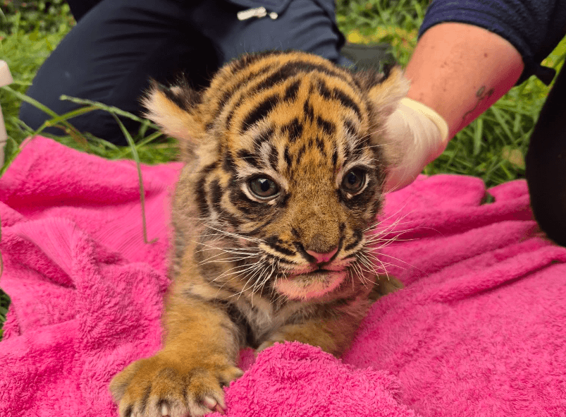 Trois tigres de Sumatra sont nés dans un zoo britannique