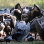 Ils font un don de 10 millions de dollars pour créer un immense sanctuaire pour la faune australienne