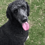 Dans le New Jersey, un caniche a permis à sa propriétaire d’échapper à un incendie dévastateur.