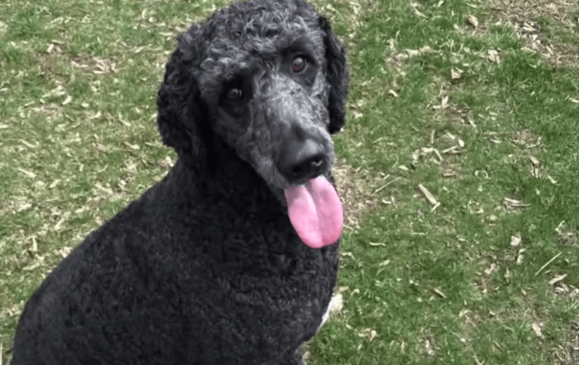 Dans le New Jersey, un caniche a permis à sa propriétaire d’échapper à un incendie dévastateur.