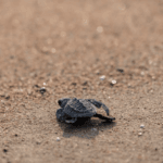 la population de tortues caouannes nicheuses a été multipliée par 80 en 27 ans