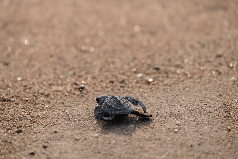 la population de tortues caouannes nicheuses a été multipliée par 80 en 27 ans