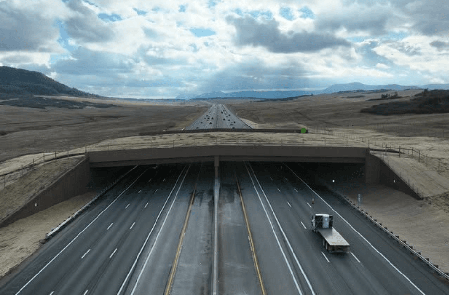 Trois wapitis ont traversé le plus grand passage faunique du monde dans le Colorado.