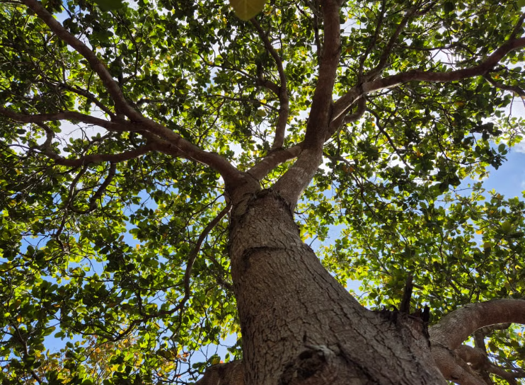 Les arbres reconnus comme des êtres vivants