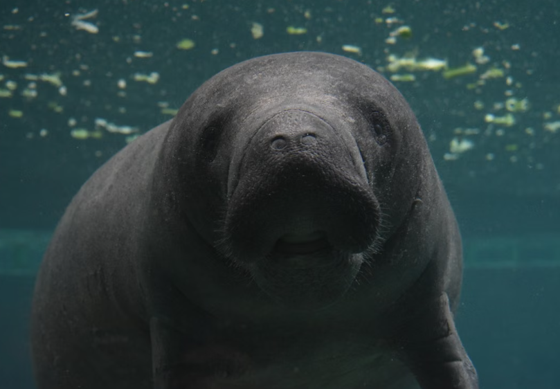 habitants et scientifiques unissent leurs efforts pour protéger les dugongs