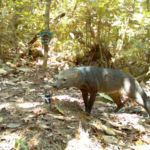 le « chien fantôme » d’Amazonie prospère dans des habitats forestiers bien protégés.