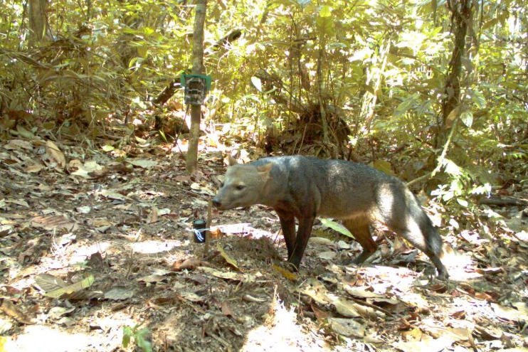 le « chien fantôme » d’Amazonie prospère dans des habitats forestiers bien protégés.