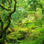 Un vaste programme citoyen de reboisement contribue à préserver la forêt atlantique écossaise