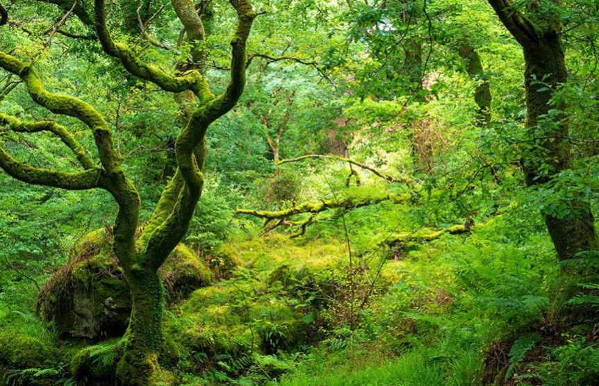 Un vaste programme citoyen de reboisement contribue à préserver la forêt atlantique écossaise