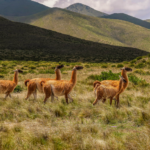 Un parc éolien argentin devient un refuge naturel pour les guanacos