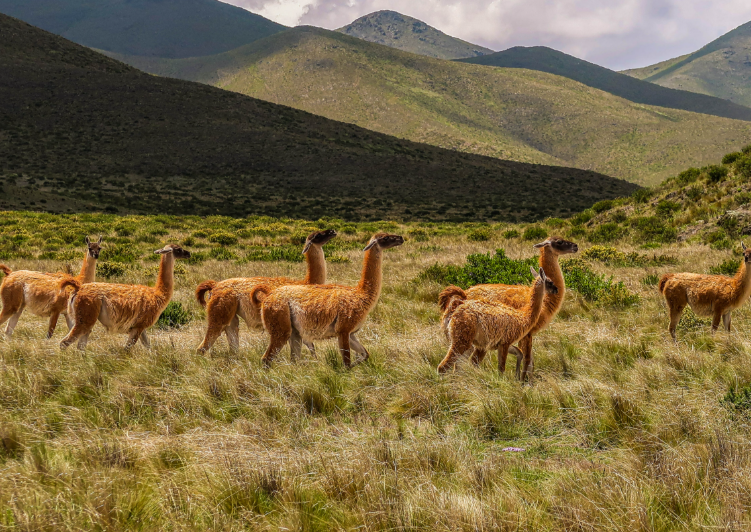 Un parc éolien argentin devient un refuge naturel pour les guanacos