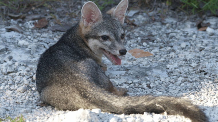 Un renard nain de Cozumel a été observé pour la première fois depuis 22 ans
