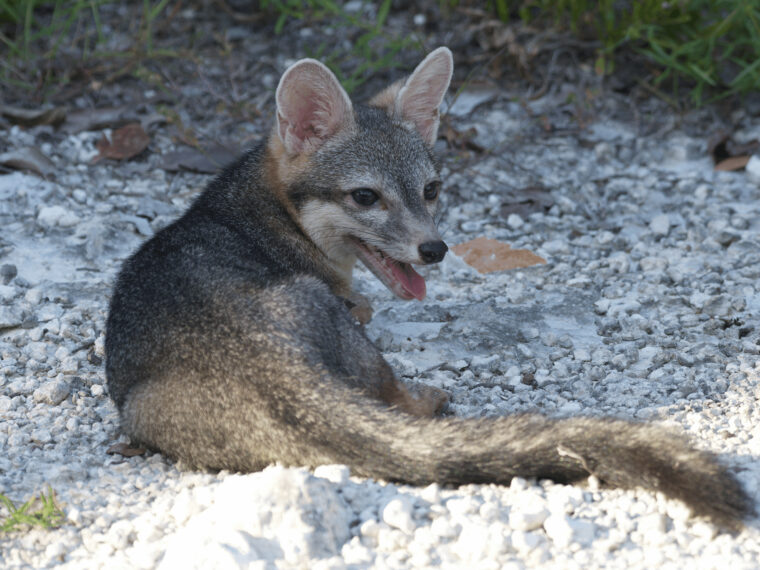 Un renard nain de Cozumel a été observé pour la première fois depuis 22 ans