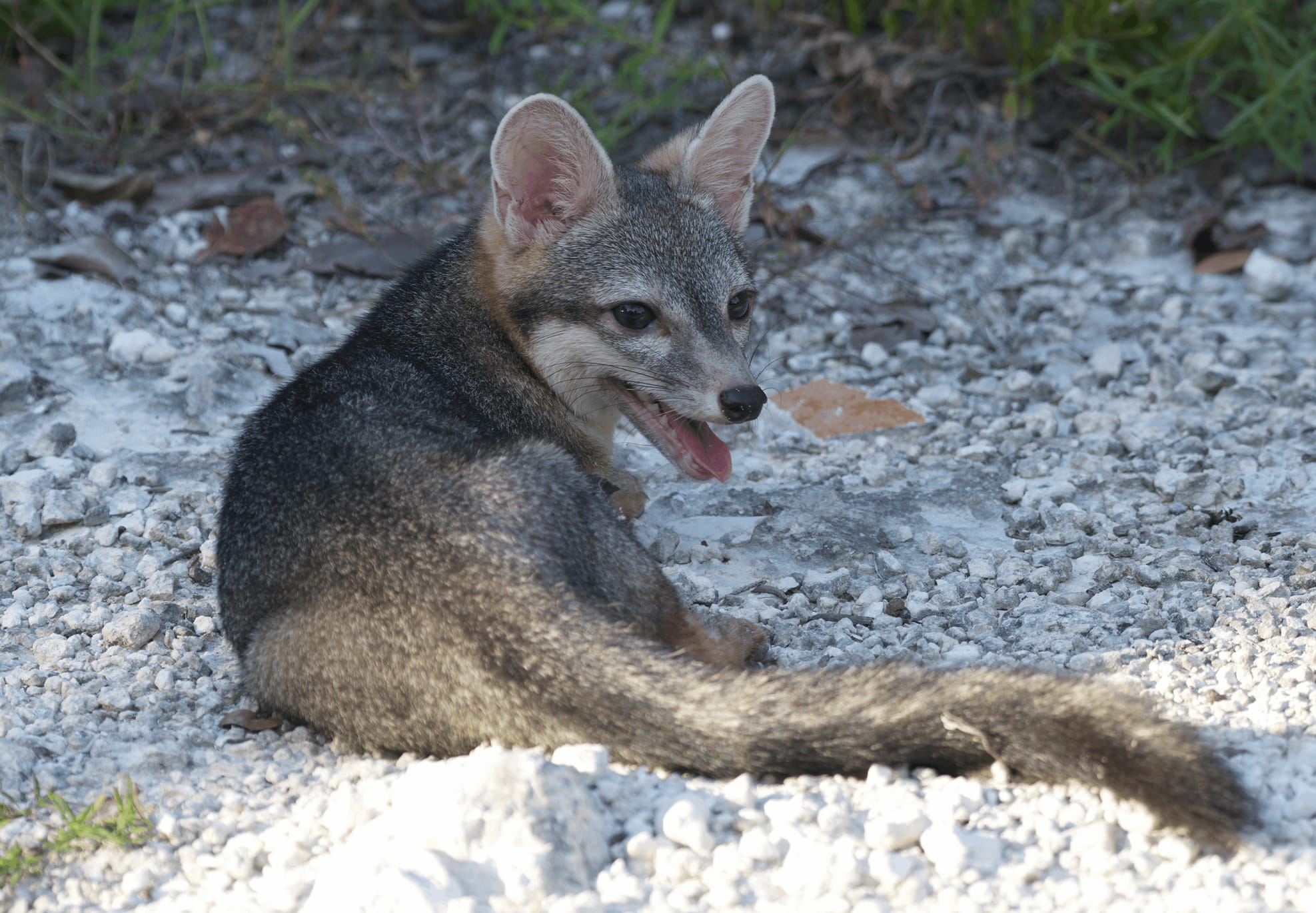 Un renard nain de Cozumel a été observé pour la première fois depuis 22 ans