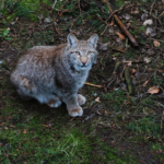 Maguy, jeune lynx sauvée dans les Vosges, a été relâchée avec succès après sa réhabilitation.