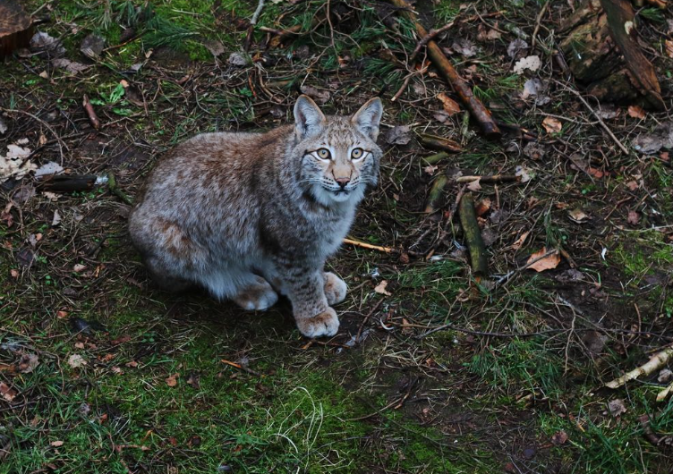 Maguy, jeune lynx sauvée dans les Vosges, a été relâchée avec succès après sa réhabilitation.