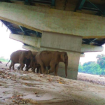 En Inde, une autoroute devient un refuge pour la biodiversité