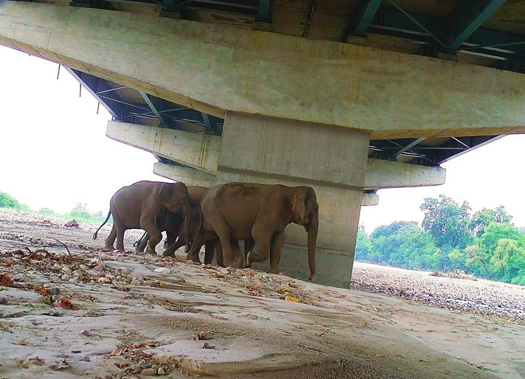 En Inde, une autoroute devient un refuge pour la biodiversité