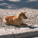 L’interdiction progressive de la viande de chien marque un tournant en Corée du Sud