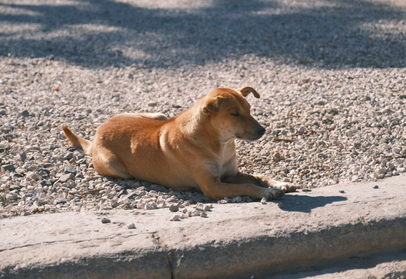L’interdiction progressive de la viande de chien marque un tournant en Corée du Sud