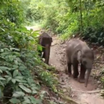 En Inde, deux éléphanteaux orphelins sauvés développent une amitié qui favorise leur rétablissement