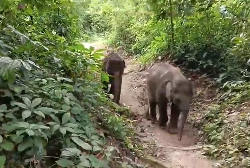 En Inde, deux éléphanteaux orphelins sauvés développent une amitié qui favorise leur rétablissement