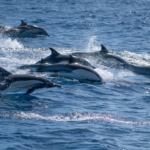 Protection des dauphins : l’État français sommé d’agir davantage
