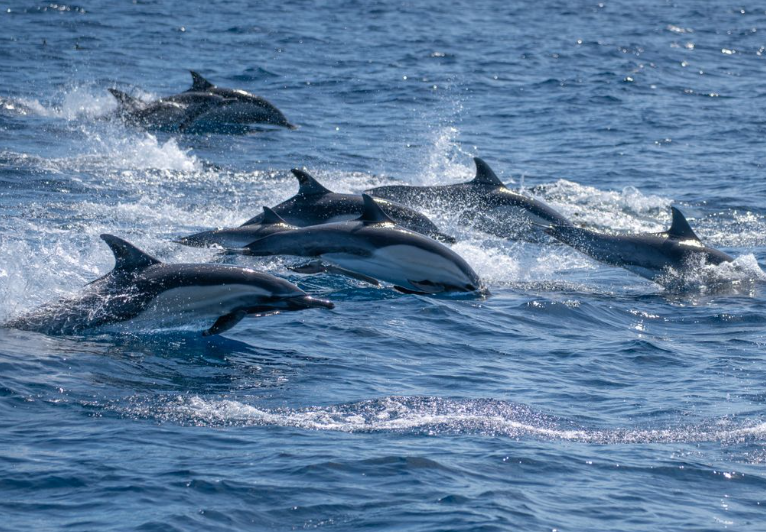 Protection des dauphins : l’État français sommé d’agir davantage