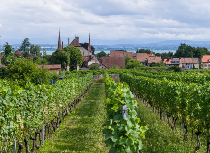 La commune de Gauriac transforme 1,7 hectare de vignes en espace agroécologique