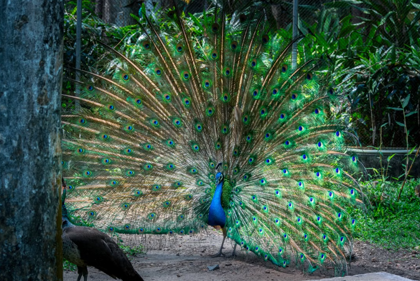 le Bangladesh teste avec succès le retour progressif des paons dans la nature